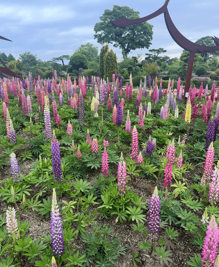 Suncheon Bay National Garden